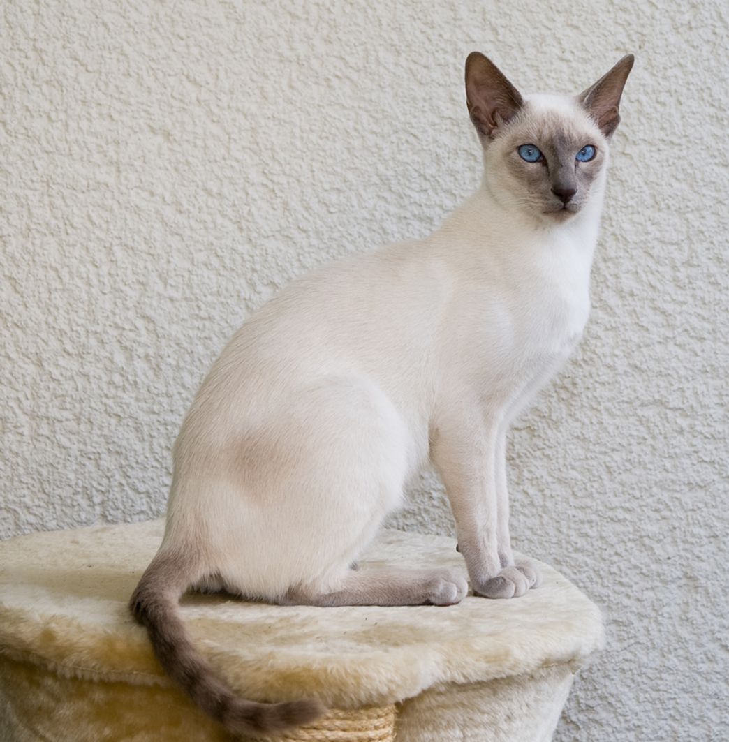 Fashion Siamese - Wikipedia