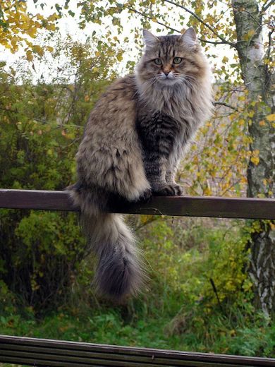 Siberian cat - Wikipedia