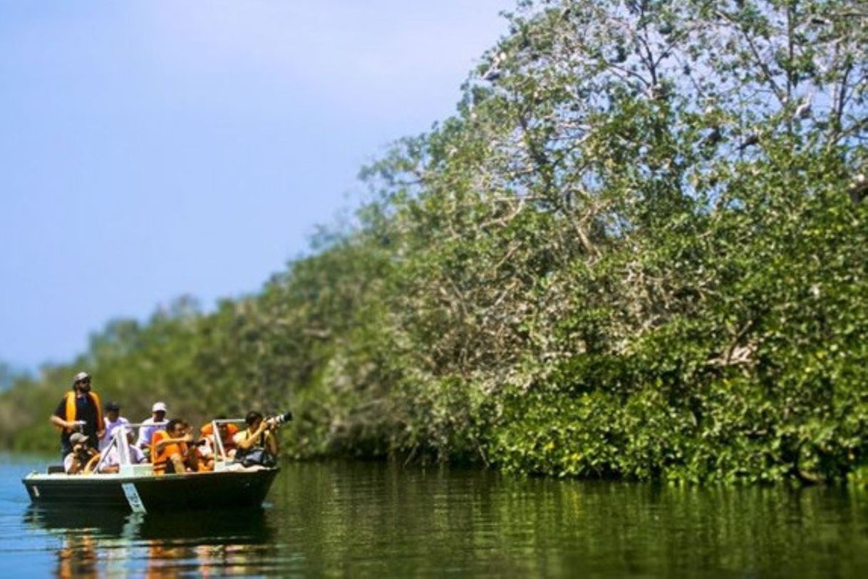 Lugar Santuario Nacional Los Manglares de Tumbes