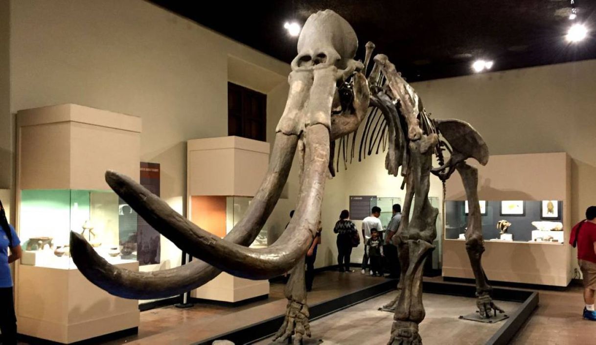 Lugar Museo de Paleontología de Guadalajara