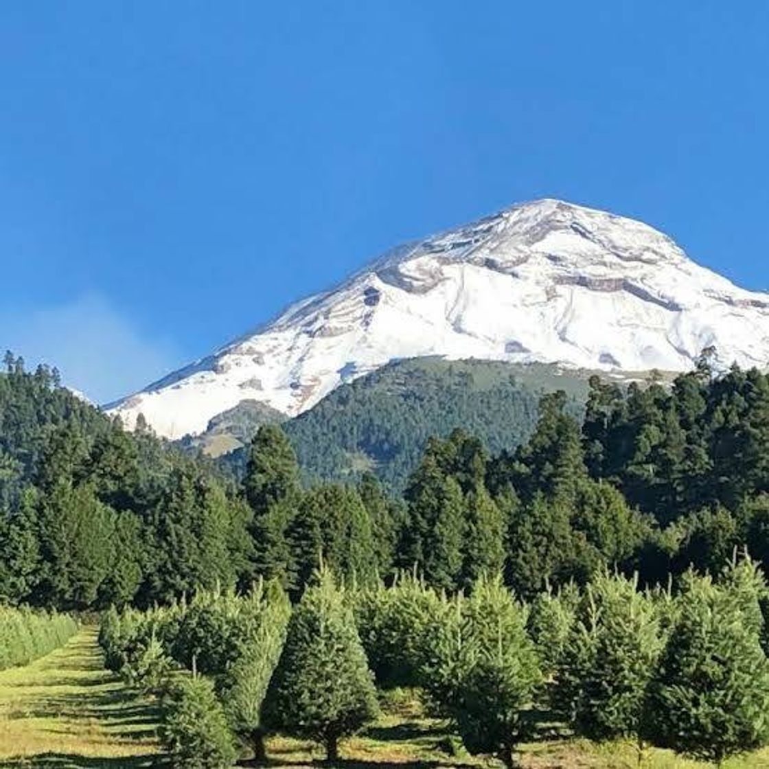 Lugares Bosque de los Árboles de Navidad