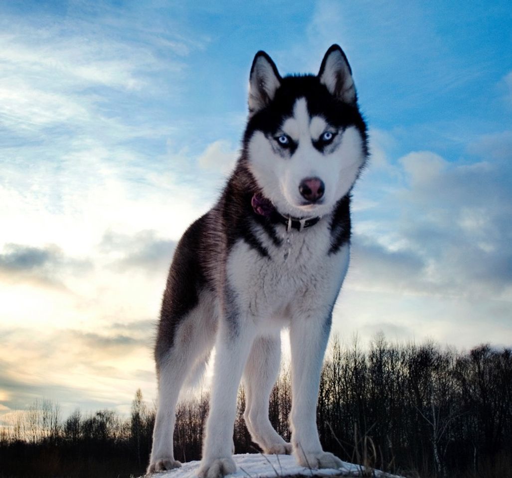 Fashion Husky siberiano 