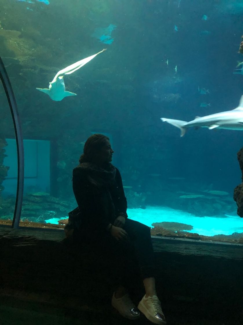 Place Shark Reef Aquarium at Mandalay Bay