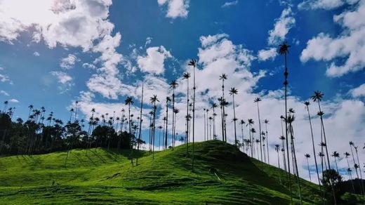 Valle Del Cocora