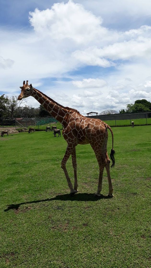 Lugar África Safari Costa Rica