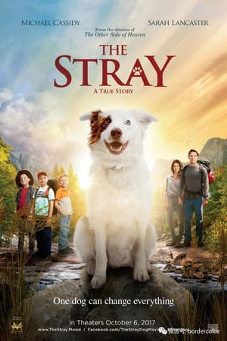 Movie The Stray