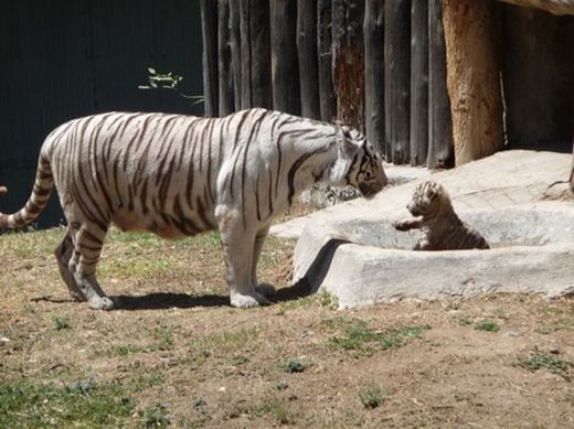 Zoológico Guadalajara