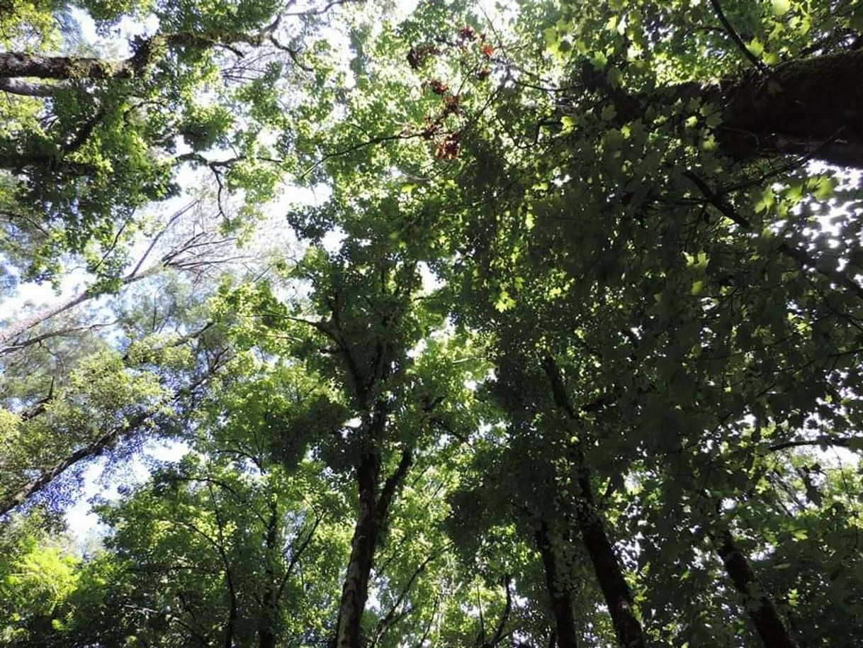 Lugar Bosque del Maple