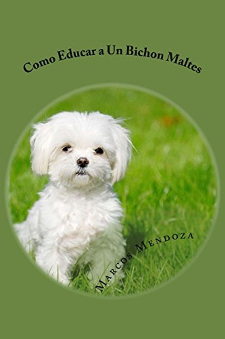 Productos Como Educar a Un Bichon Maltes