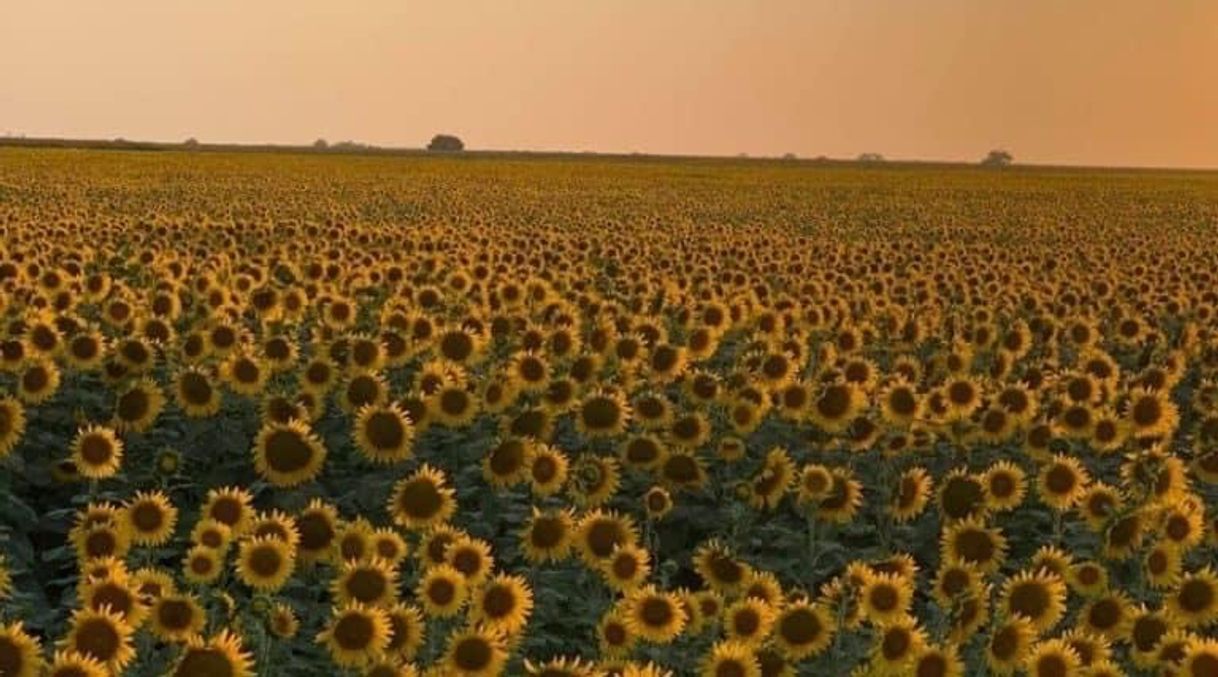 Place Campo de girasoles Mocorito Sinaloa