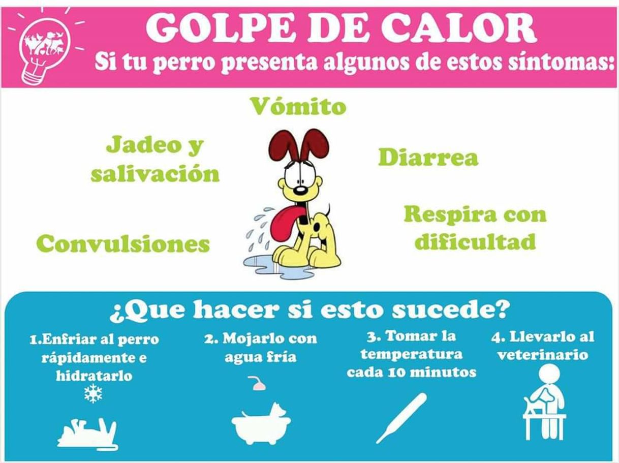 Moda Golpe de calor en tus mascotas: 