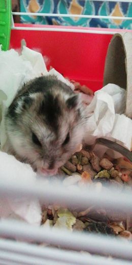 Hamster Alvin