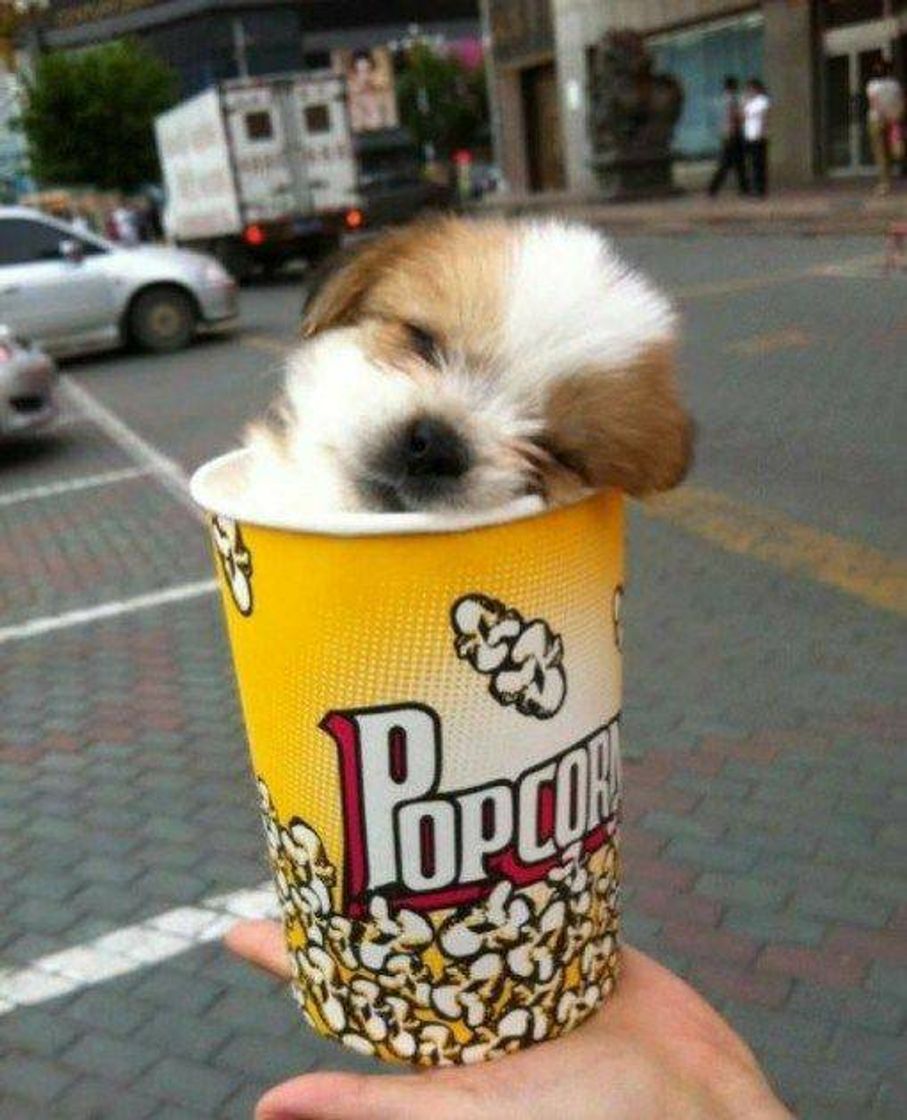 Moda Popcorn dog🍿🐶