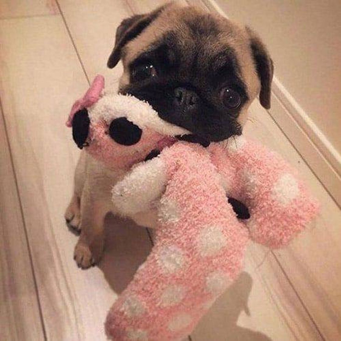 Moda Pug Filhote❤