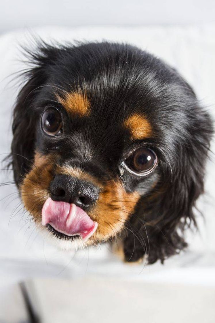 Moda Cavalier King Charles Spaniel🐕🦊