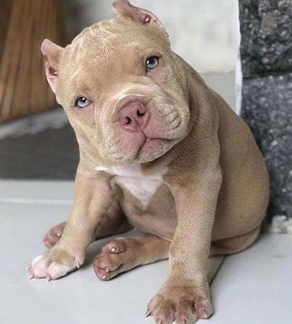 Moda PitBull❤Olhos Azuis