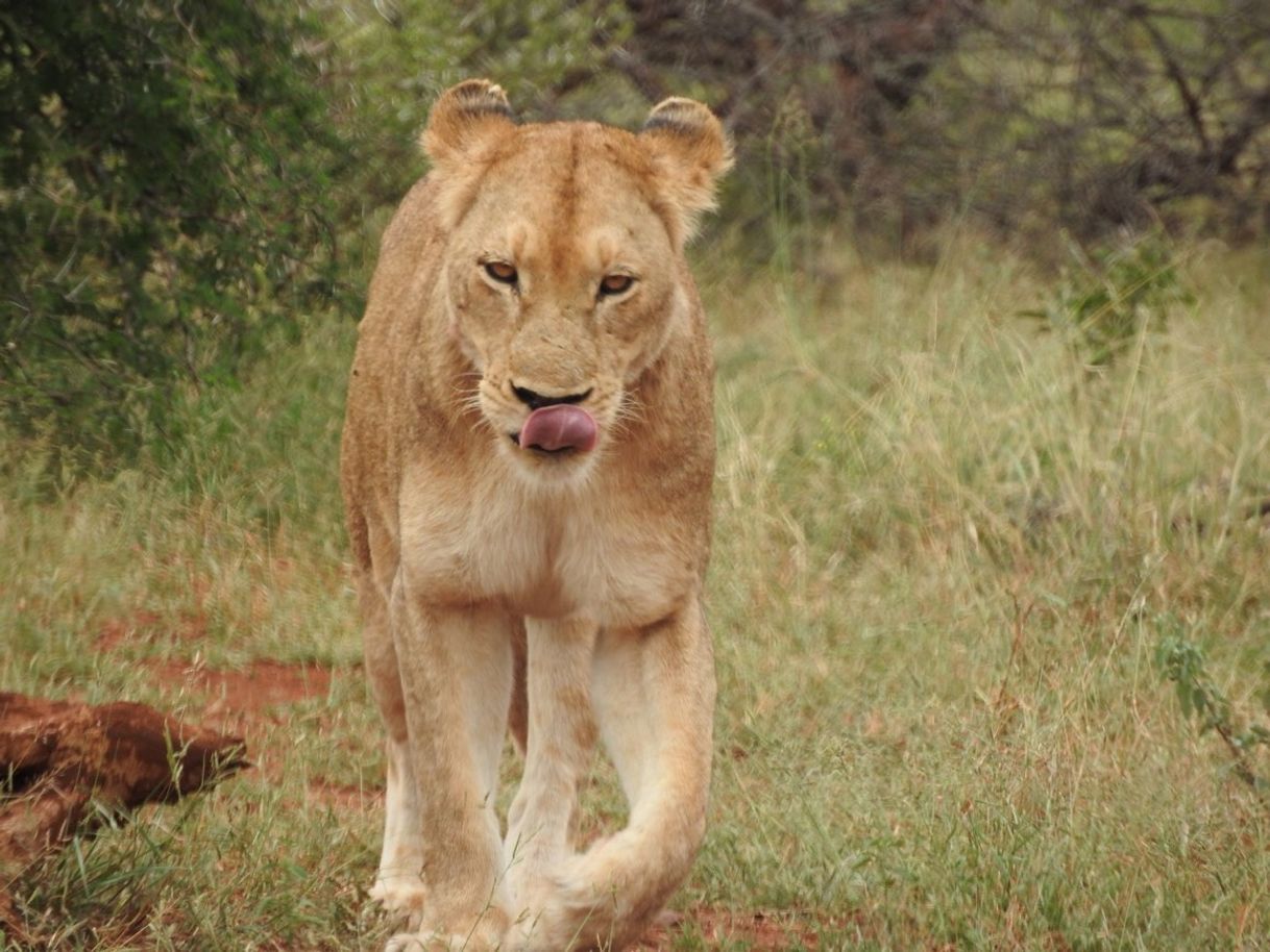 Lugar Parque nacional Kruger