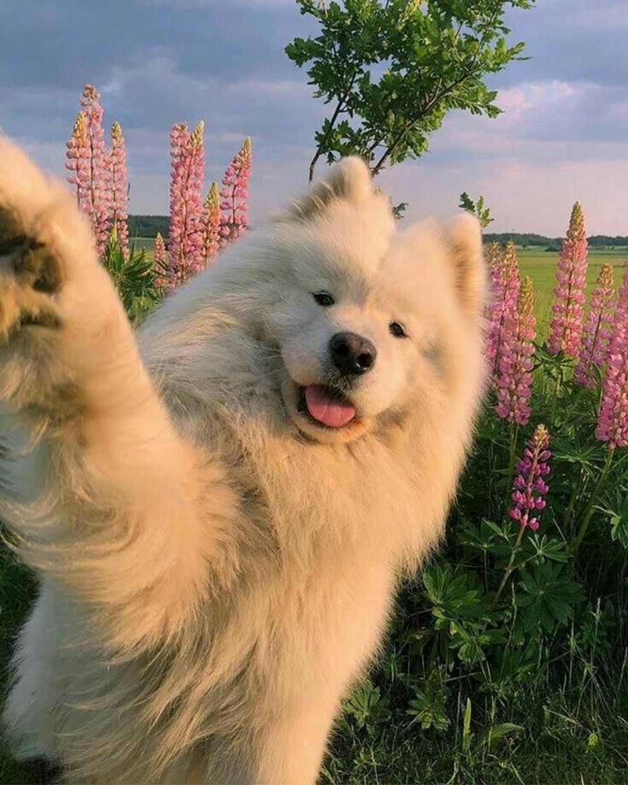 Social pets