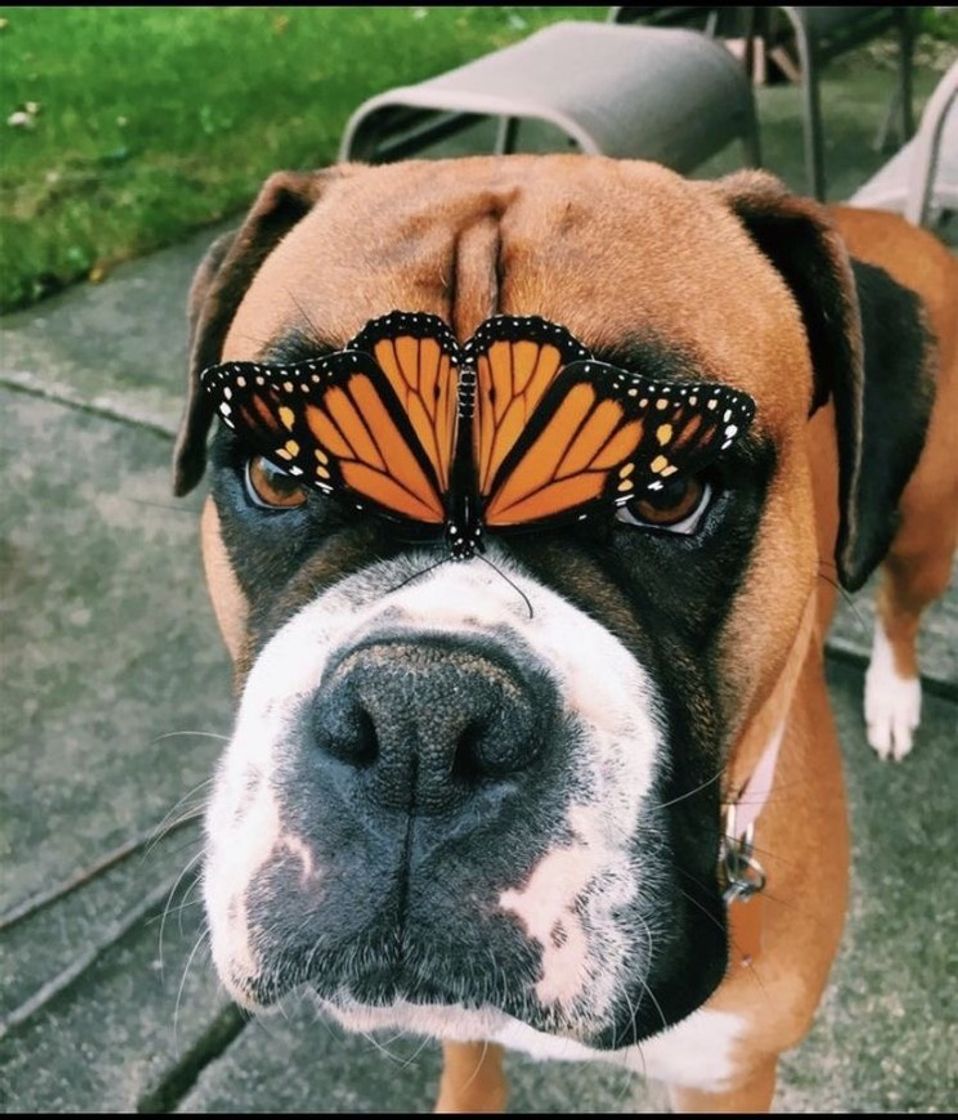 Social pets