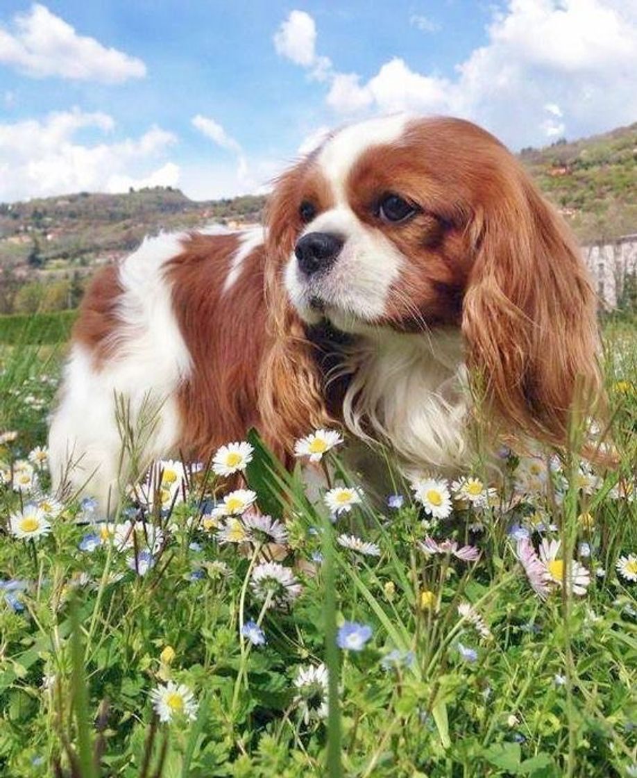 Social pets ✨