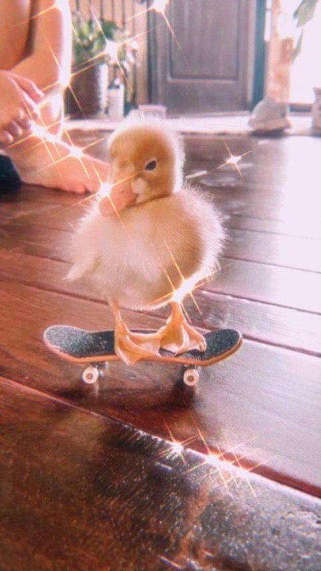 Social Pato esqueitista 