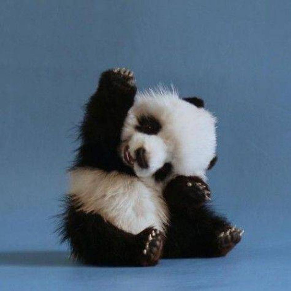 Social Mini Pandinha 