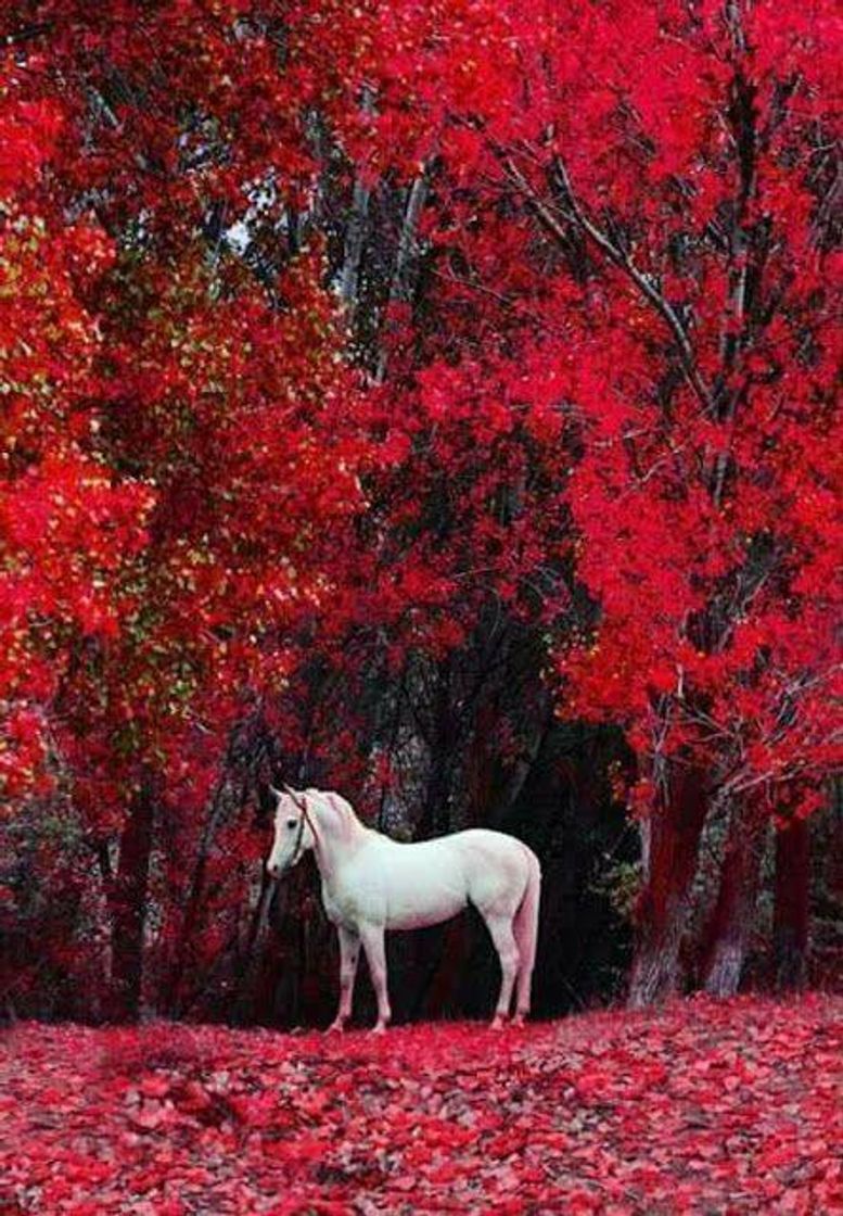 Moda 🐎 lindo 💞