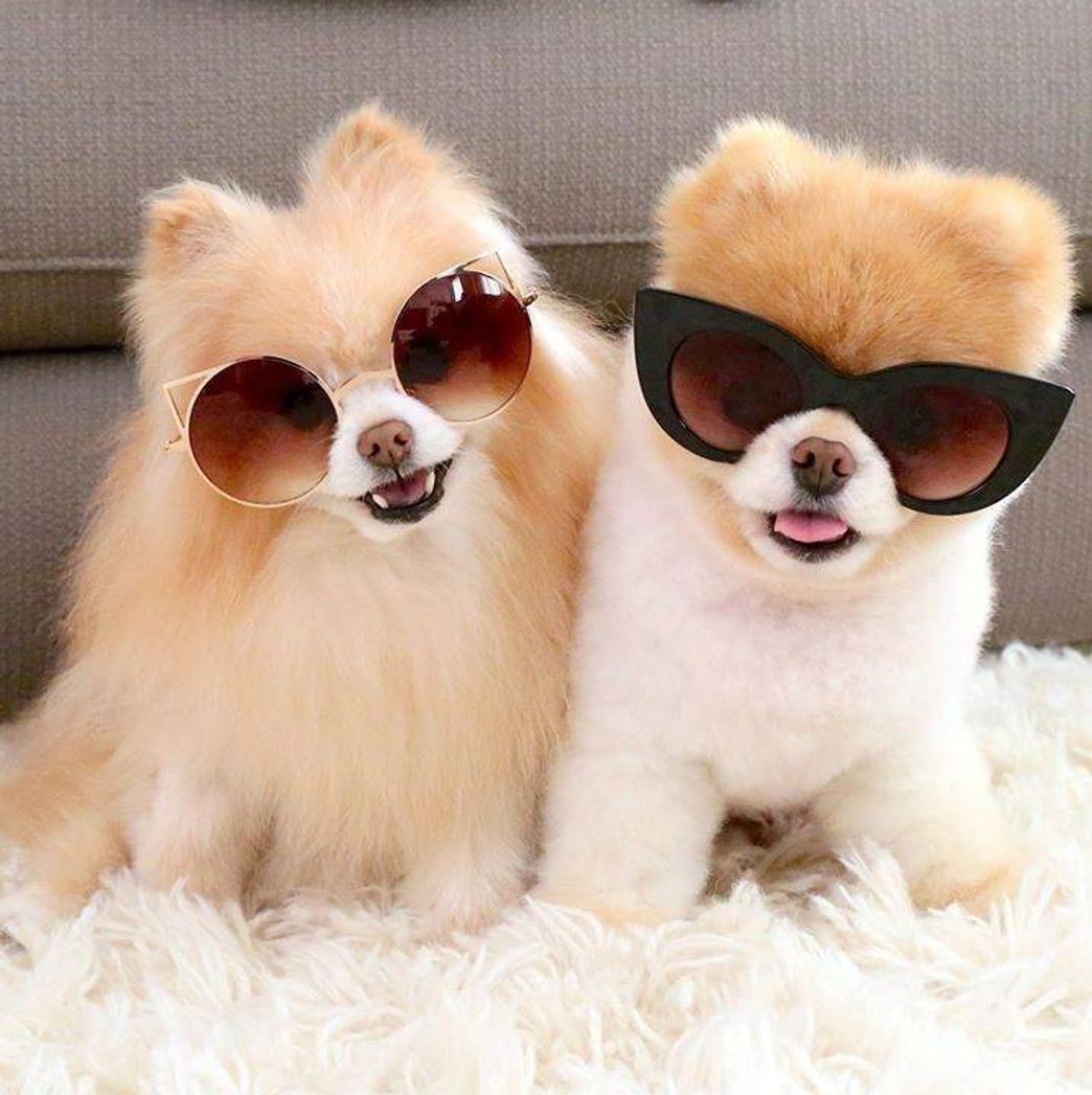 Moda Cachorros mais bonitos do mundo