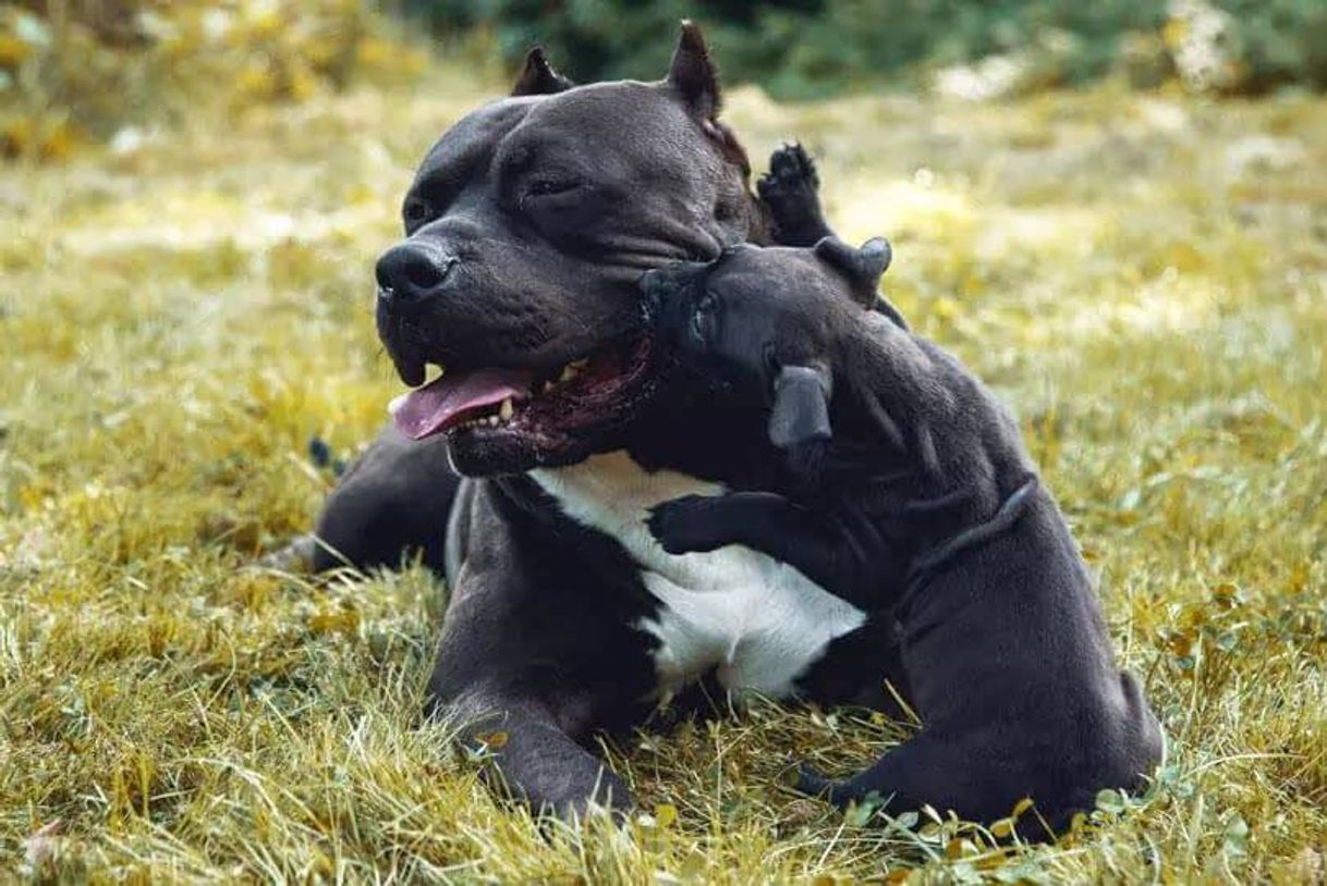 Fashion American Bully: conheça tudo sobre a raça.