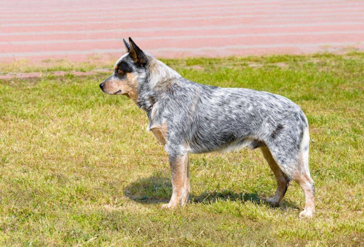 Fashion Boiadeiro australiano: conheça tudo sobre a raça.🐶👇🏼😍