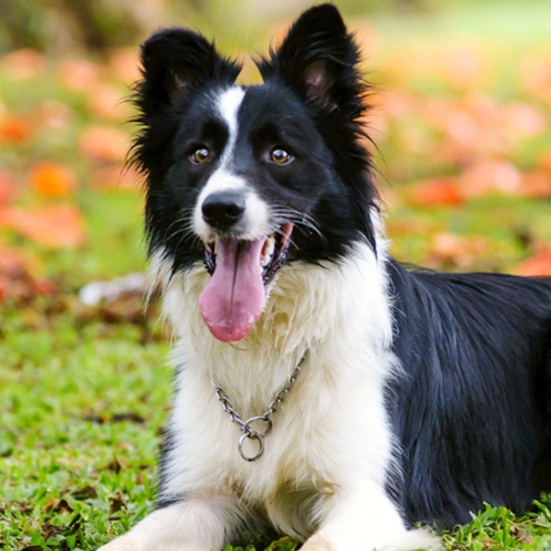 Moda Border Collie