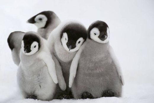 Pinguim 😍