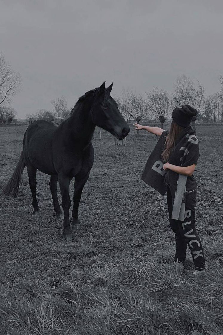 Fashion Black horse 🖤