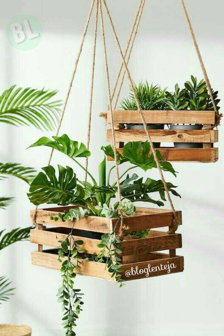 Social Plantas