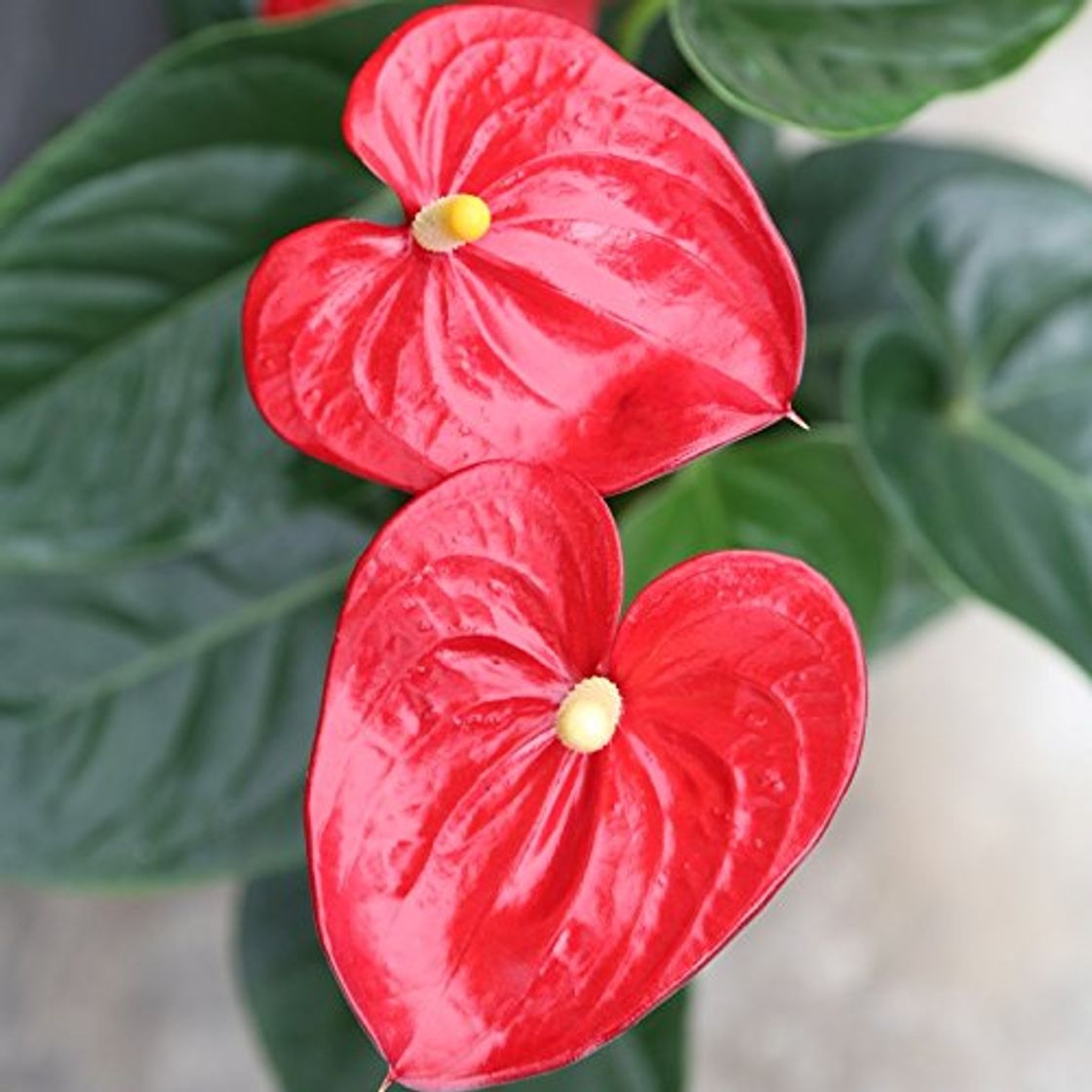 Social Anthurium - Maceta 14cm. - Altura aprox.55cm. - Planta de interior -