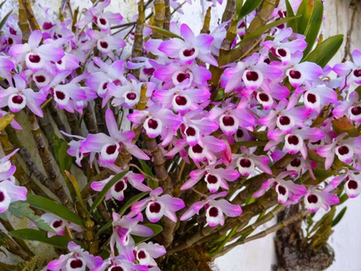 Moda Orquídea olhos de boneca