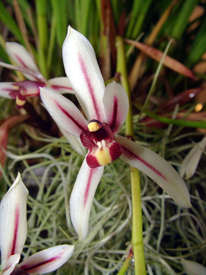 Moda Cymbidium é um género botânico pertencente à famíli