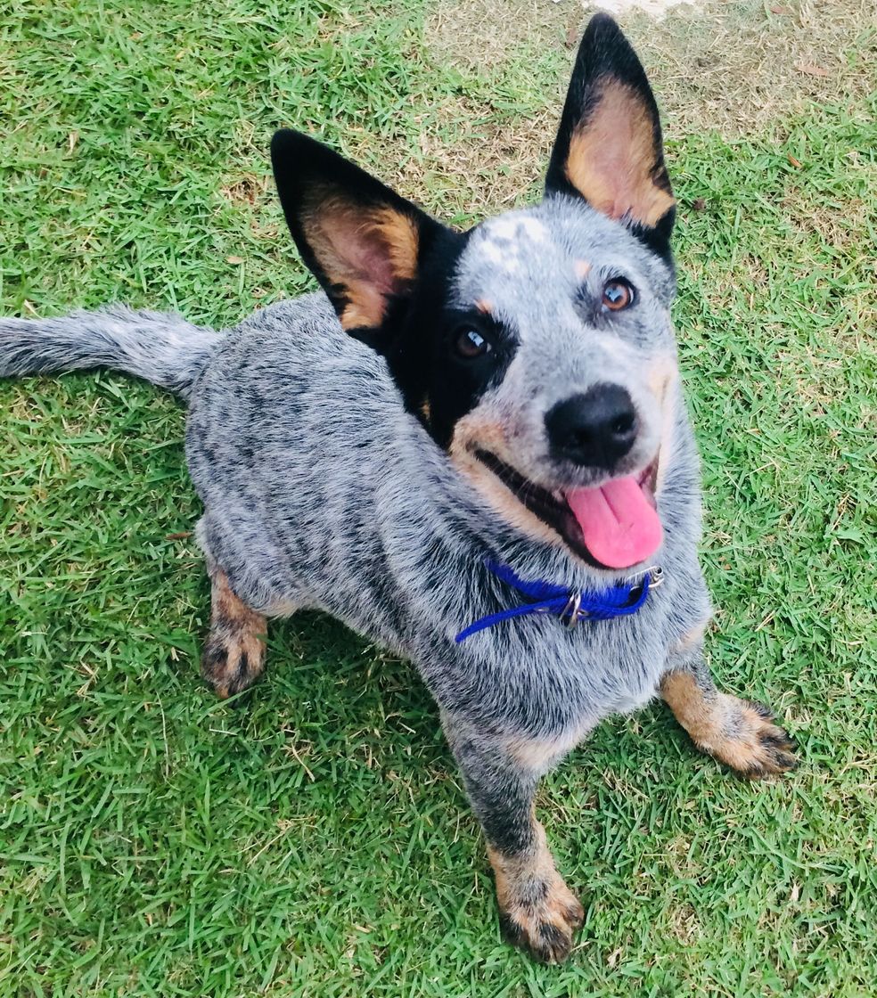 Moda BLUE heeler boiadeiro australiano