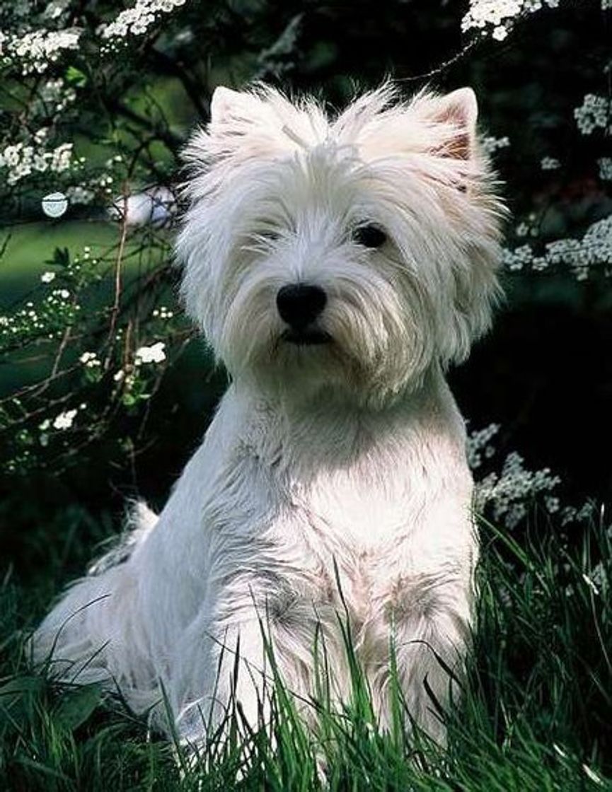 Fashion West Highlander White Terrier