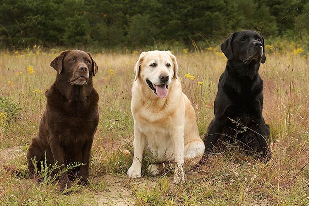 Moda Labrador retriever