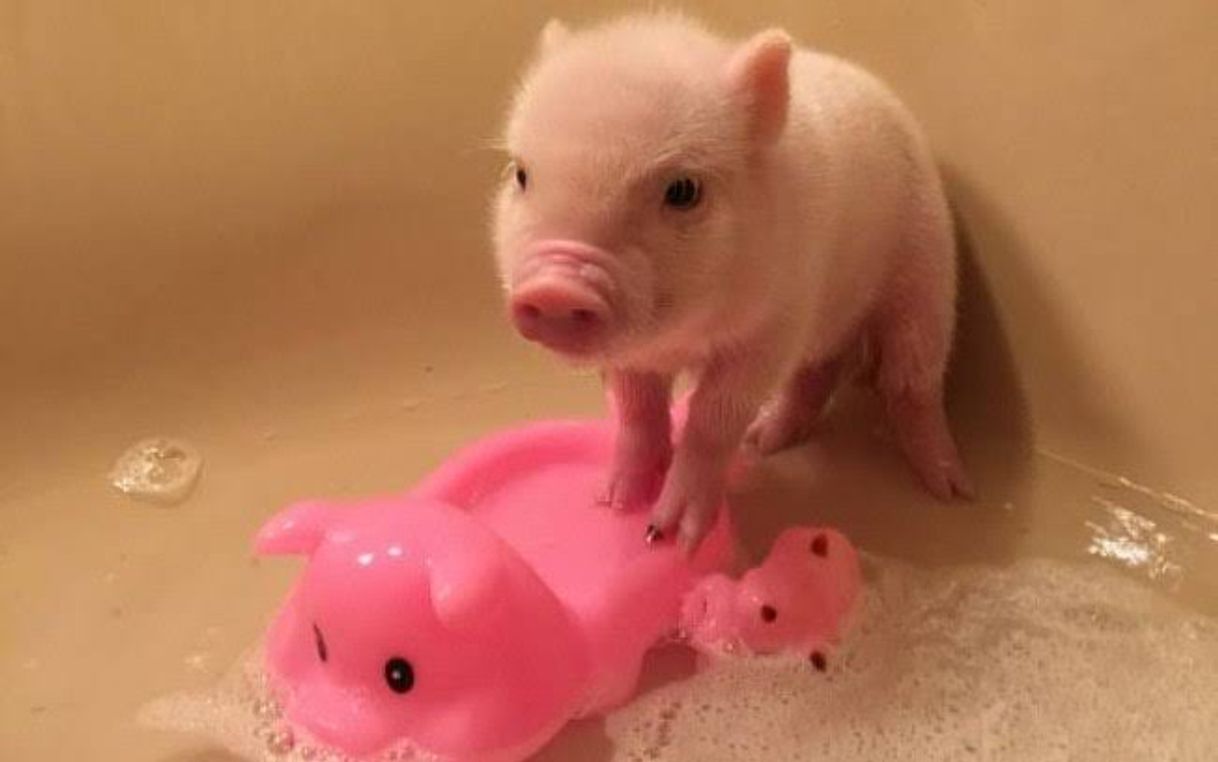 Moda Mini Pig