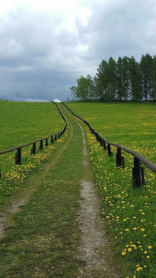 Campo florido 