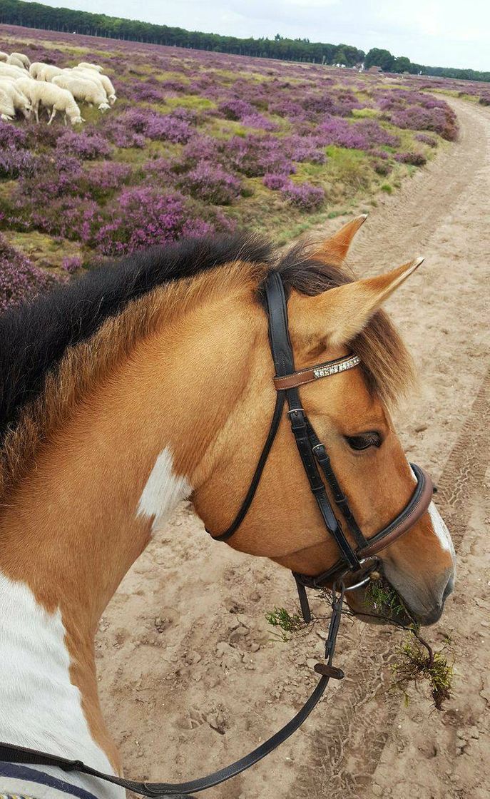 Cavalo 