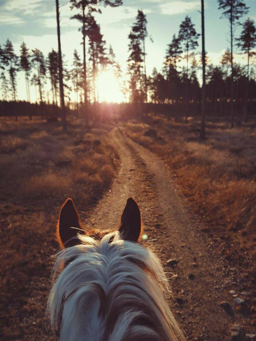 Cavalos e paisagem 