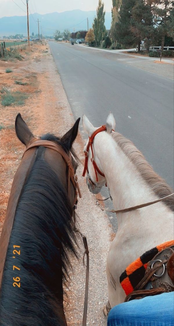 Cavalos