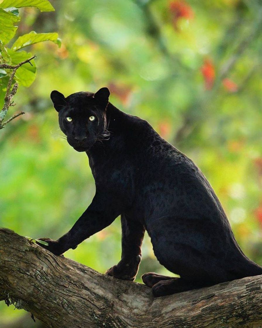 Moda Pantera negra