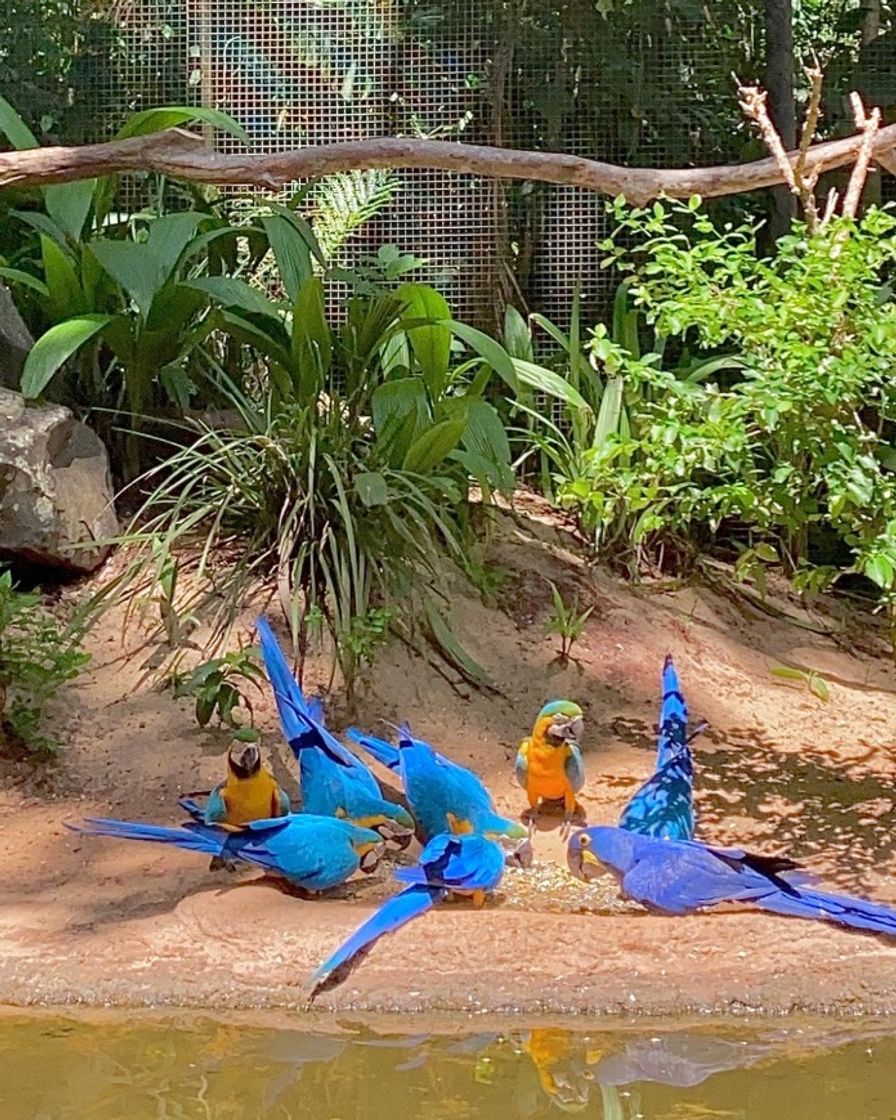 Lugar Parque das Aves