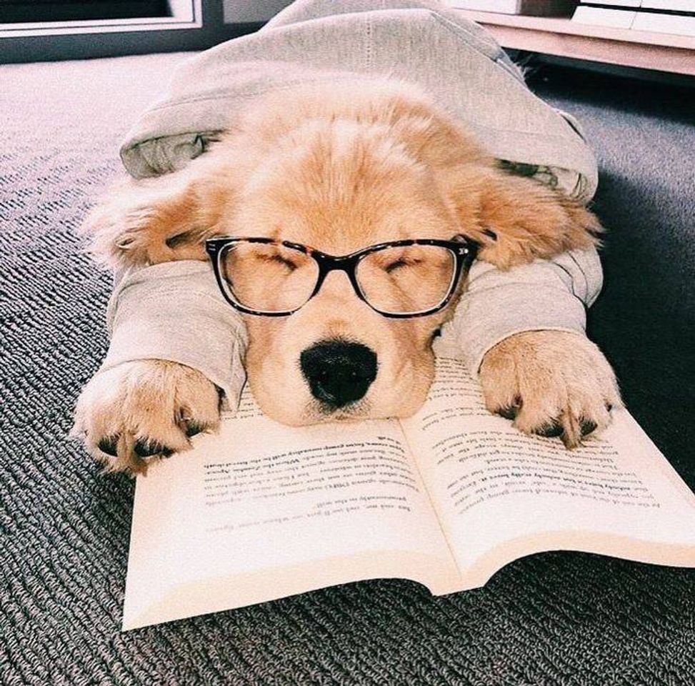 Social Doguinho