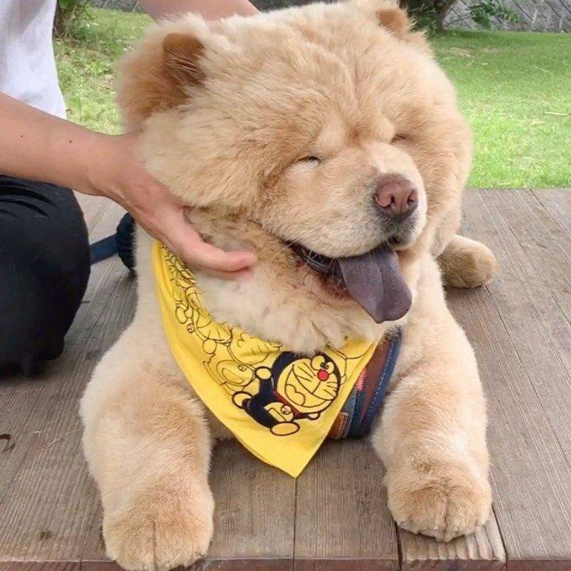 Social 🐕