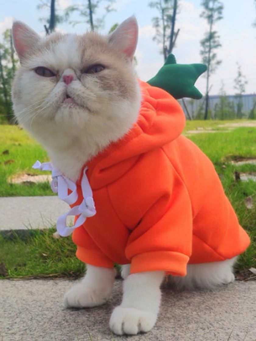 Fashion Cat